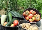 Logo de maraichageauxois, brouette remplie de seaux de légumes colorés, tomates, pommes de terre, courgettes, concombres.
