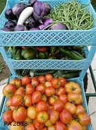 Brouette de légumes, tomates, poivrons, haricots, aubergines, concombres, courgettes.